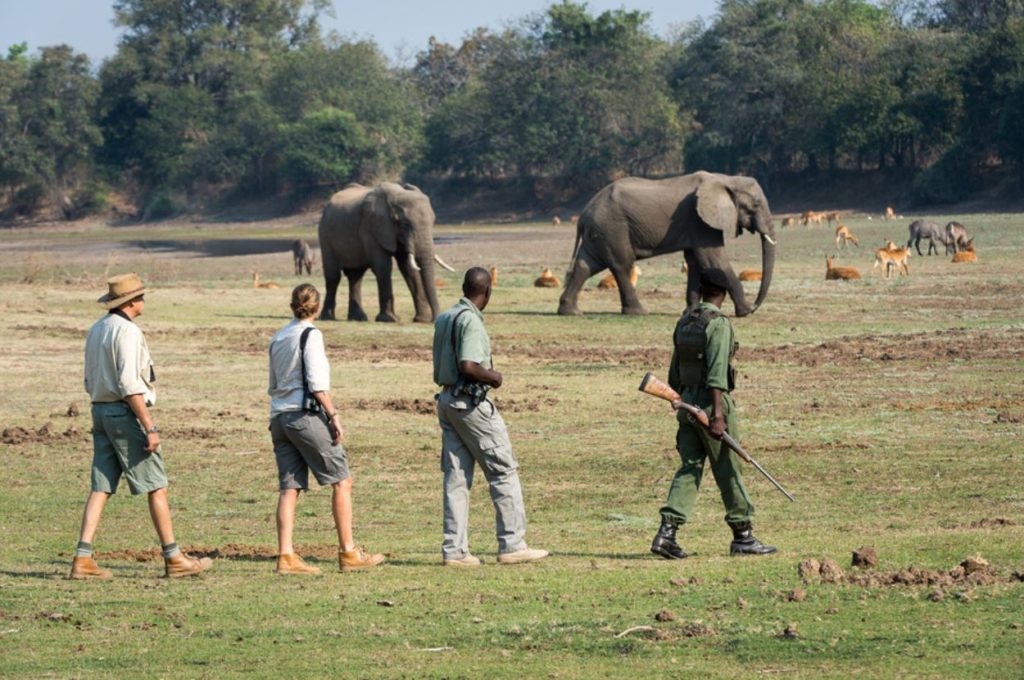 A walking Elephant Safari