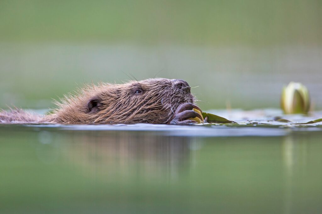 Trees for Life Beaver