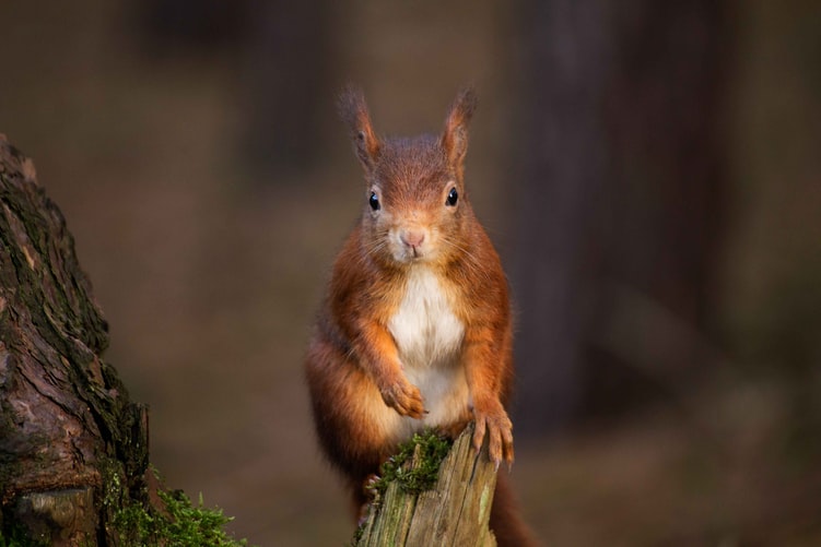 Red squirrel, Scottish Highlands