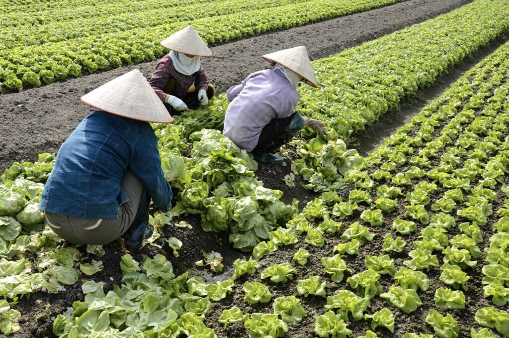 Farmers at work, Aleyah Solomon