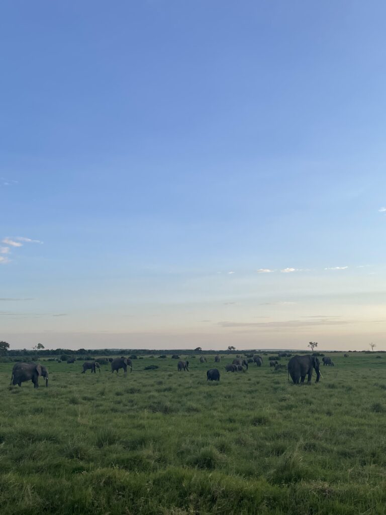 Angama Mara - elephants