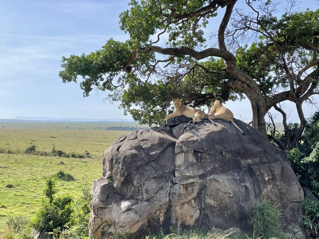 Angama Mara - lioness