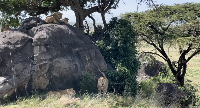 Angama Mara, on safari