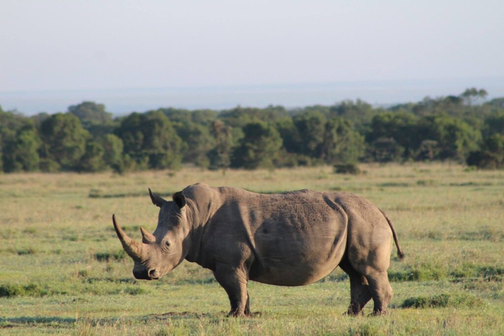 Rhino in Kenya