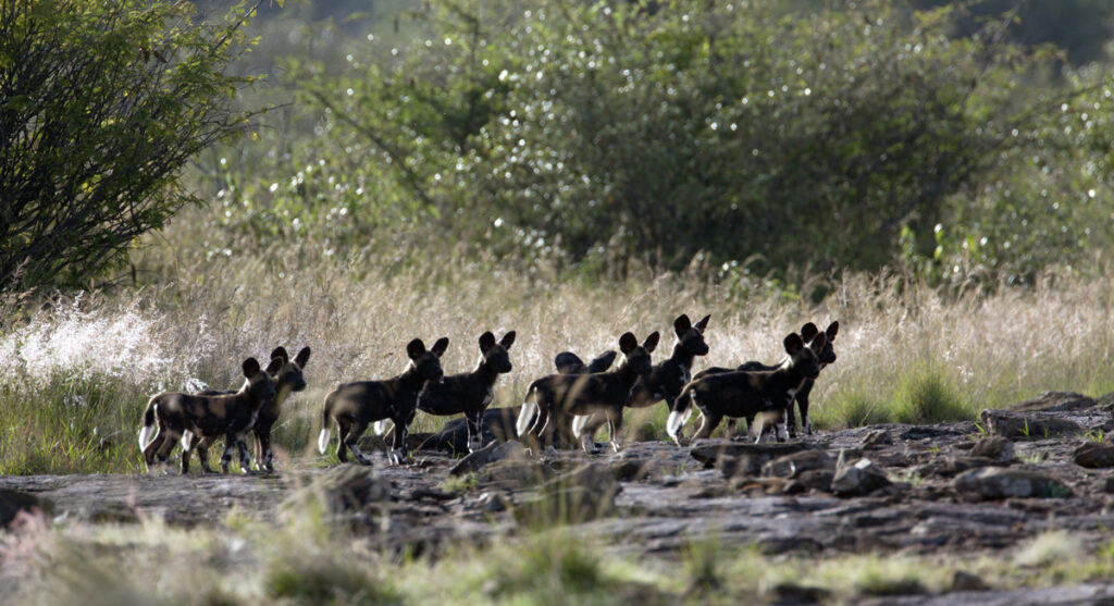 Wild Dogs in Laikipia