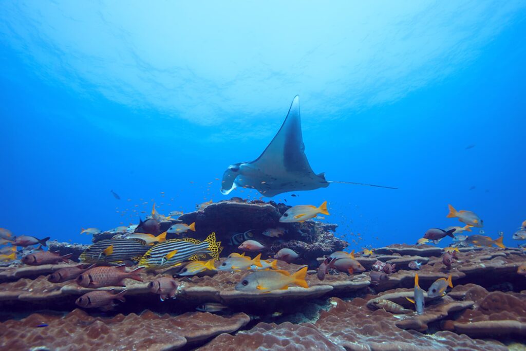 Six Senses Laamu