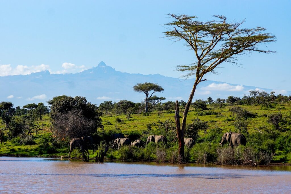 Elephants in Laikipia