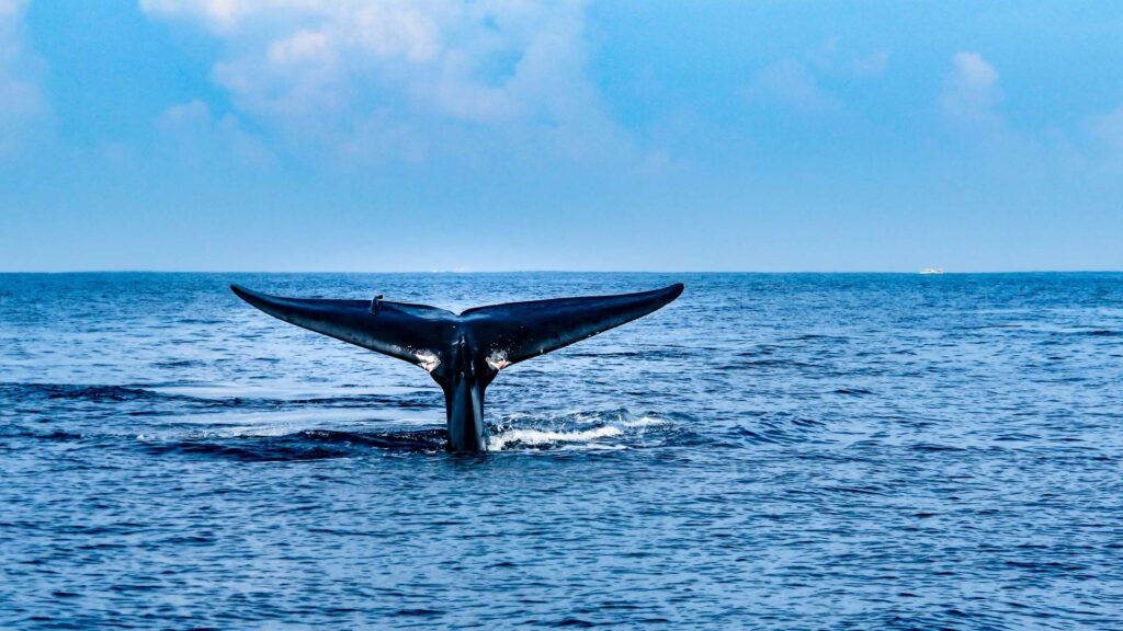 Whale Watching Sri Lanka