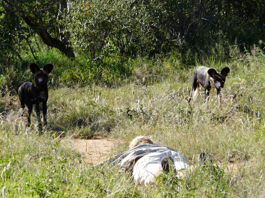 Wild Dogs in Laikipia