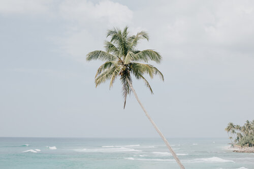 A pastel-toned beach scene with swaying palm tree in Sri Lanka