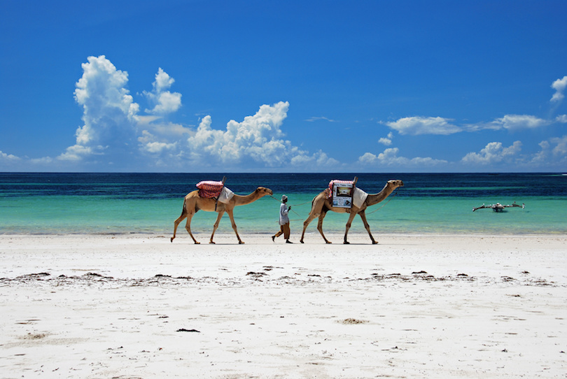 Camels and owner ride in line along Diani's white sand shoreline