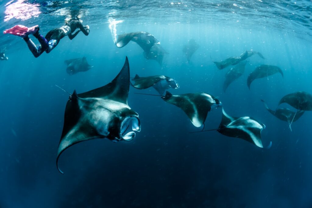 A diver swims above manta rays in the Maldives waters
