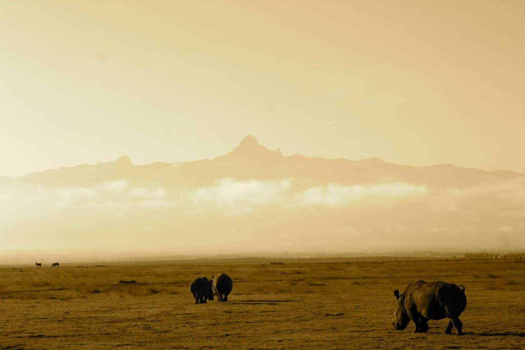 A sunset trip to spot the great Rhino's with a glimpse of Mount Kenya in the distance.