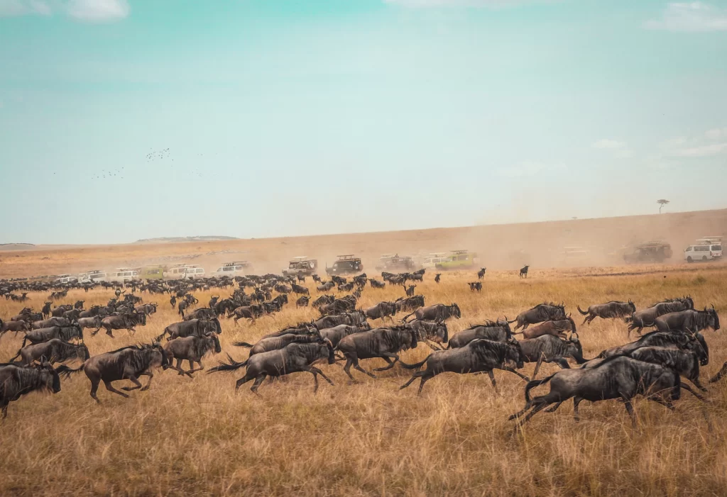 Masai Mara - Pala Eyewear