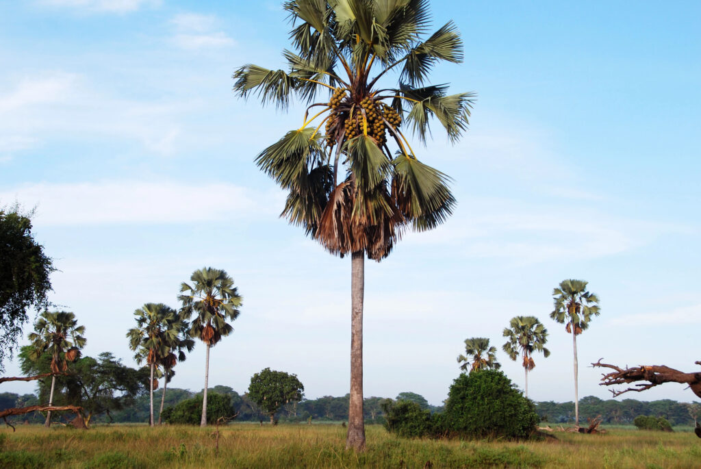 Malawi