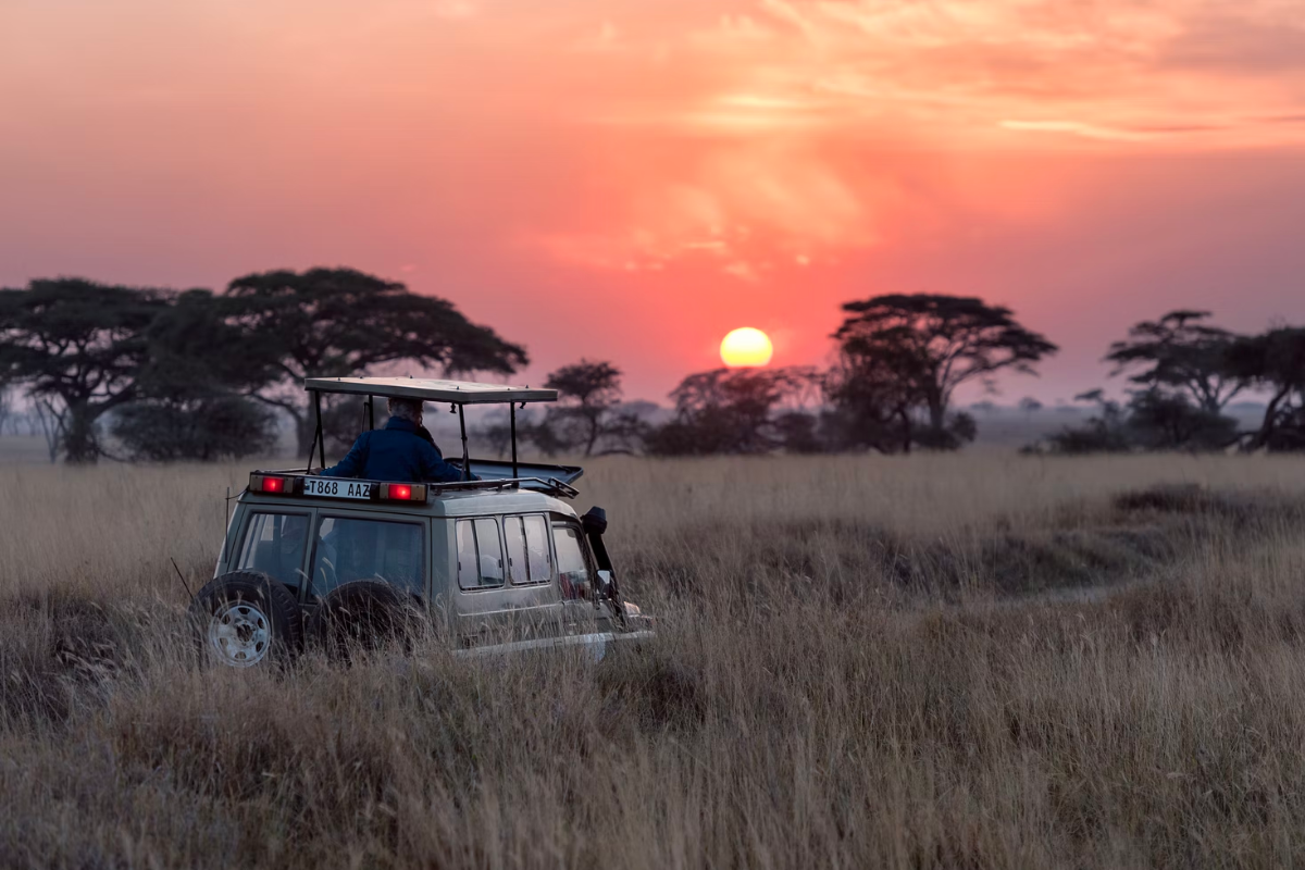Safari game drive at sunset