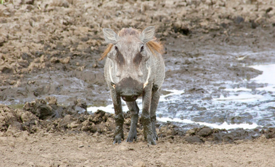 Nemo Travel Kenya