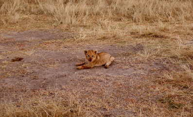 Nemo Travel Kenya