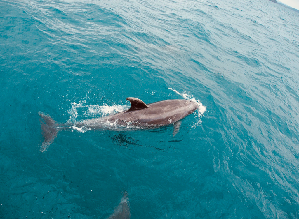 Where To Eat/Drink and What To Do In Hermanus