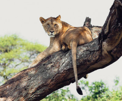 Tanzania Safari and Beach