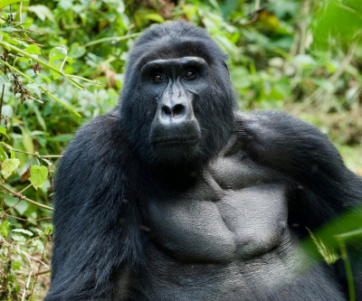 Big Game and Gorillas