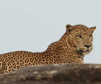 Sri Lanka in the Summer