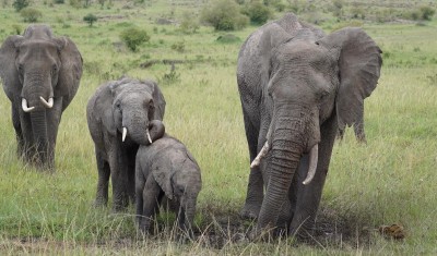The Greatest Show on Earth in Tanzania