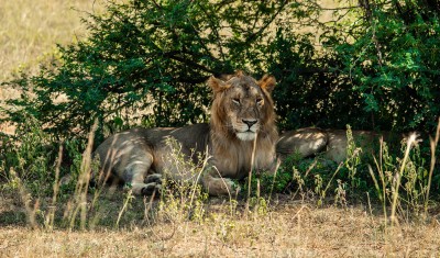 Big Cats & Gorillas in East Africa