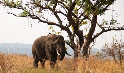 Roaming with Giants in Uganda
