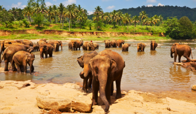 Sri Lanka in the Summer Honeymoon
