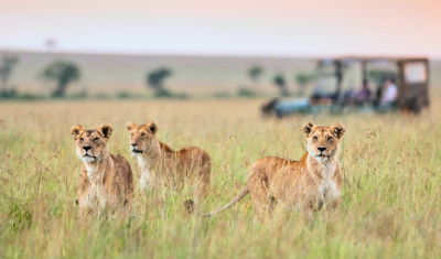 Classic Kenya Honeymoon: Masai Mara & Kenyan Coast
