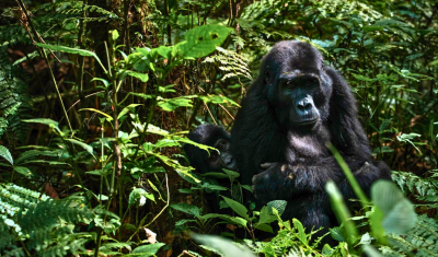 Uganda Safari & Gorillas Honeymoon