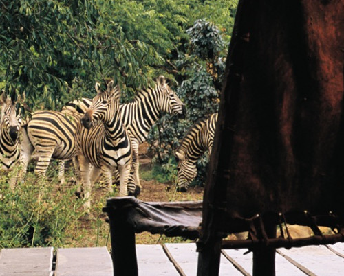 Makweti Safari Lodge