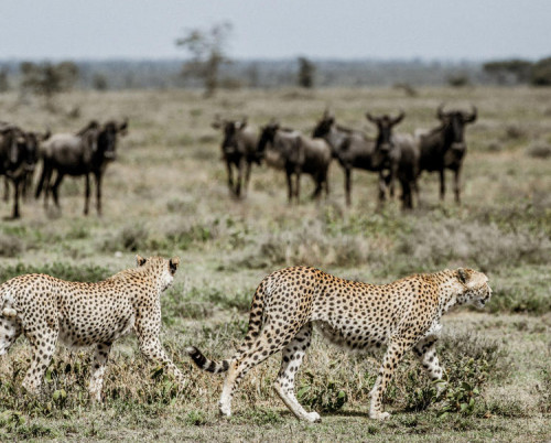 Legendary Mila Tented Camp