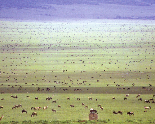 Serengeti Safari Camp