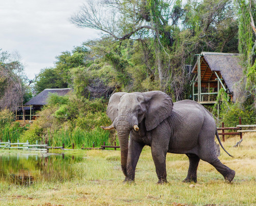 Savute Safari Lodge