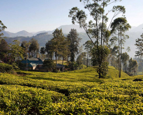 Ceylon Tea Trails