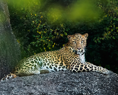 Jawai Leopard Camp