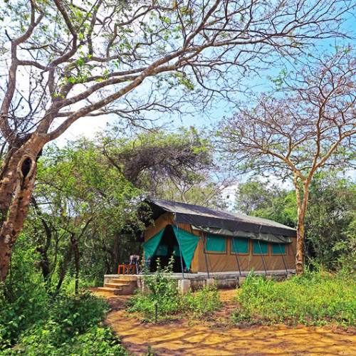 Wilpattu Safari Camp