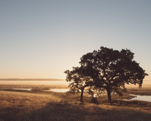 Elmley Nature Reserve