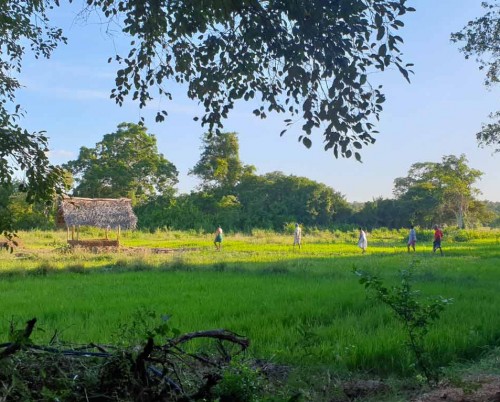 The Ibis Wilpattu