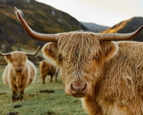 Alladale Wilderness Reserve Scottish Highlands