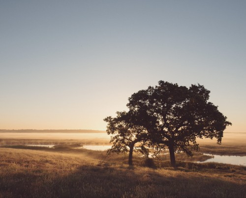 Elmley Nature Reserve