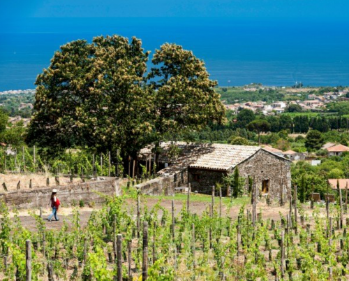 Monaci delle Terre Nere