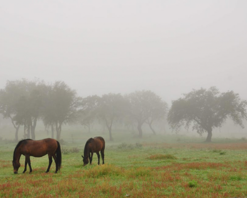 Herdade das Barradas Da Serra