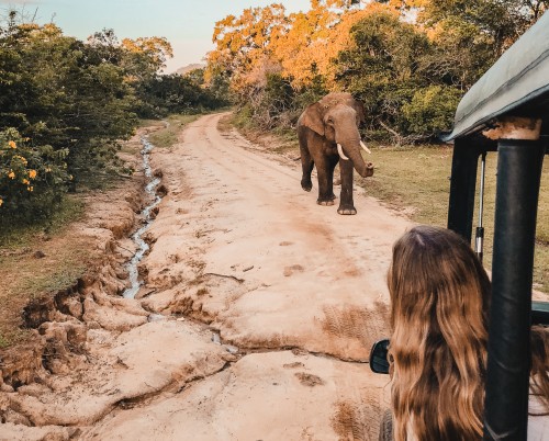 Leopard Trails Yala
