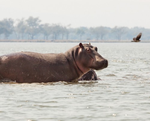 River Horse Canoeing Safari