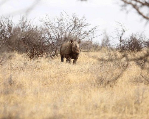 Saruni Rhino