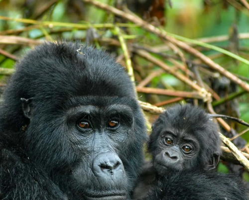 Nkuringo Bwindi Gorilla Lodge