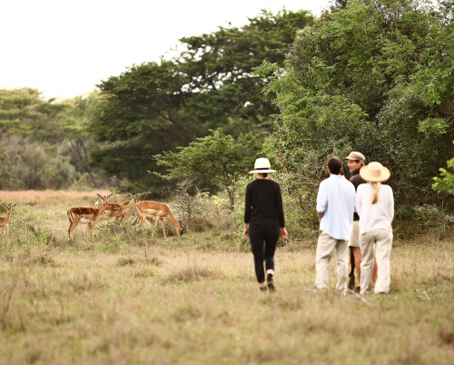 Phinda Forest Lodge